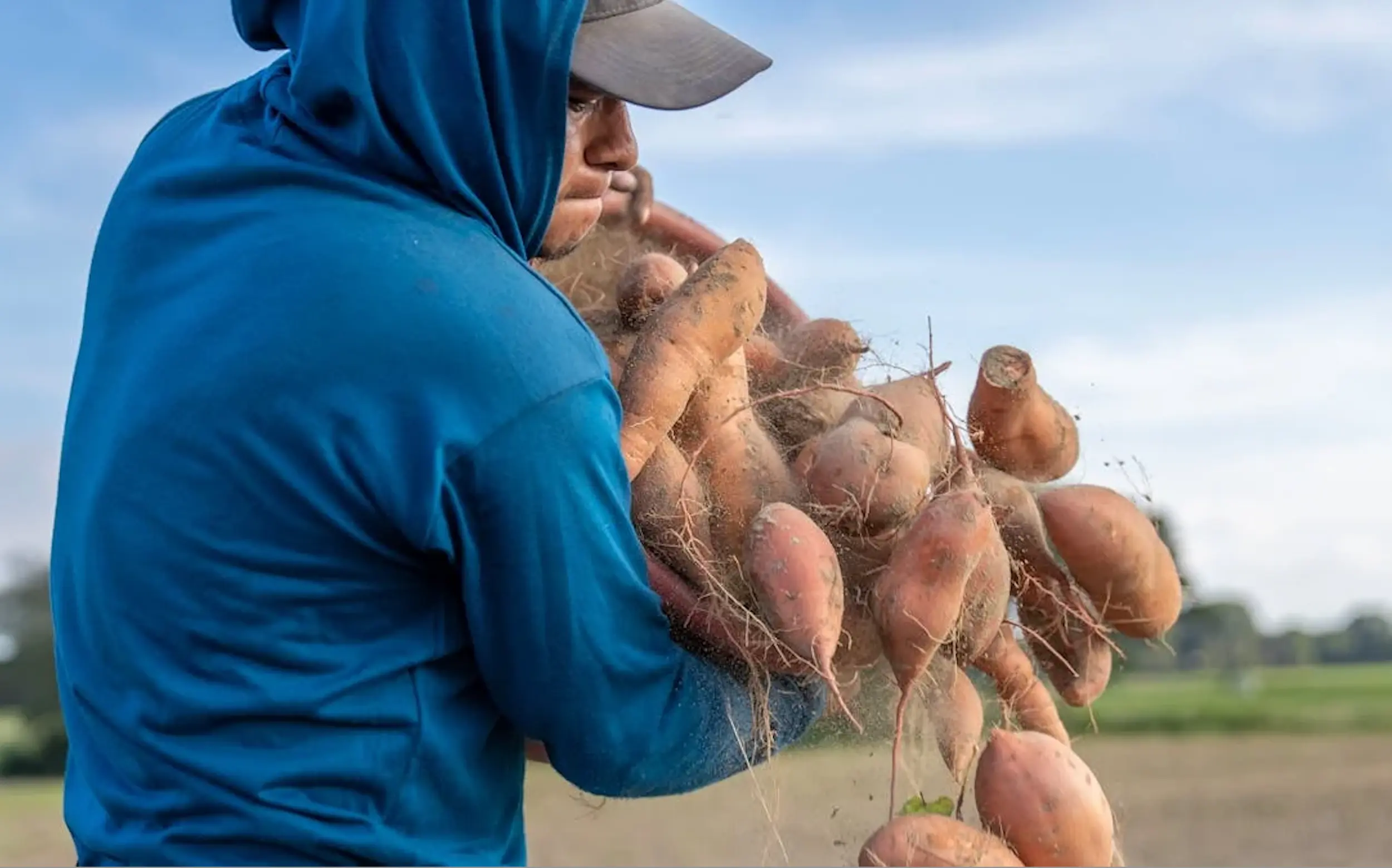 Man with blue T-shirt holding potatoes