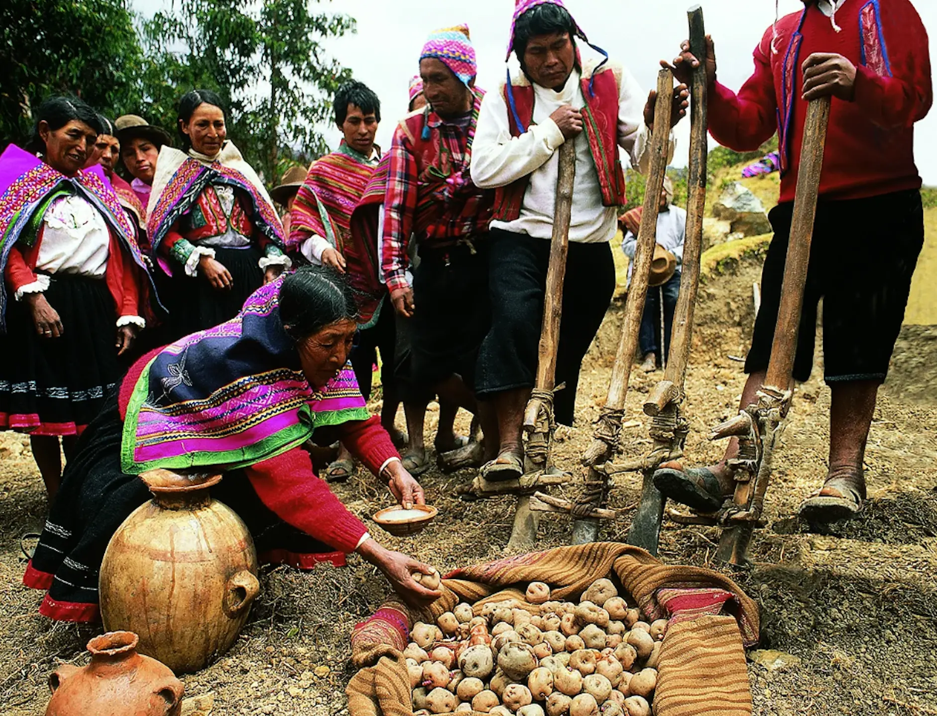 People harvesting potatoes