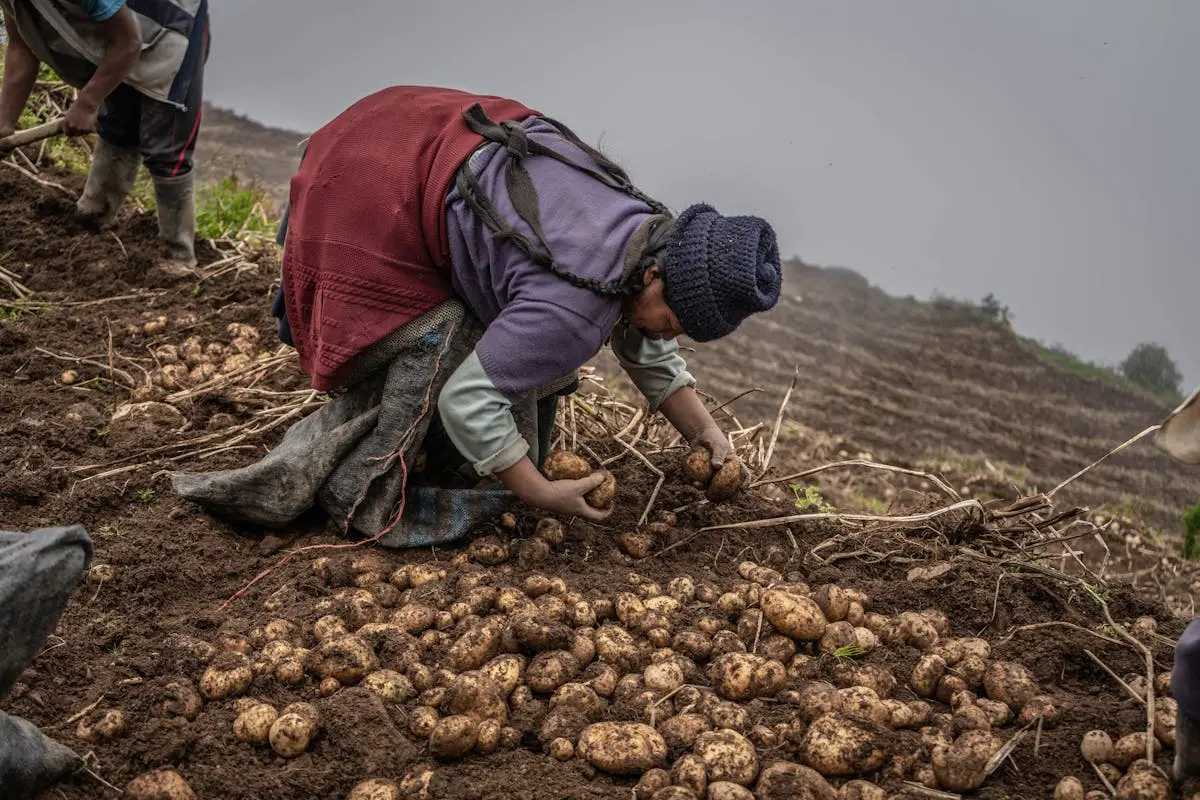 Man's hand with potatoes