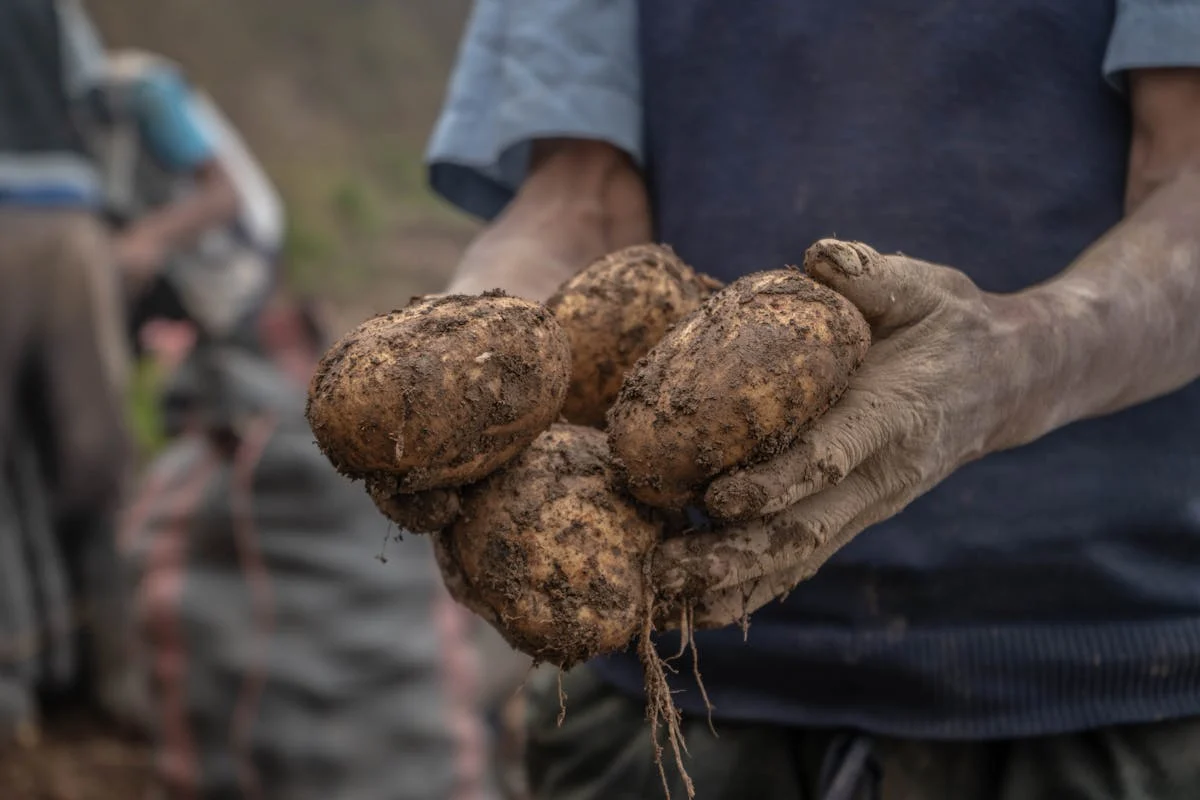 Man harvesting potatoes