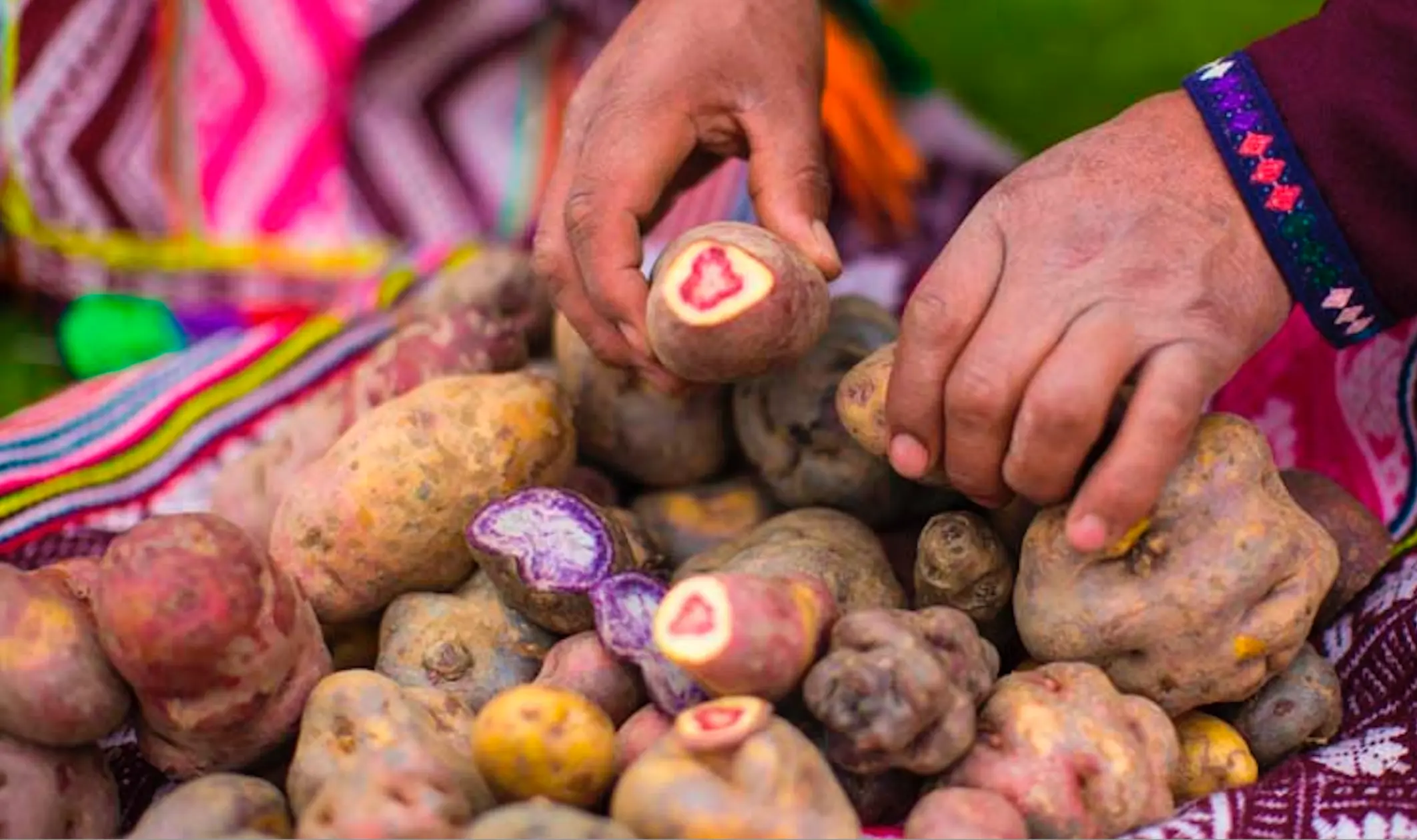 Different types of potatoes