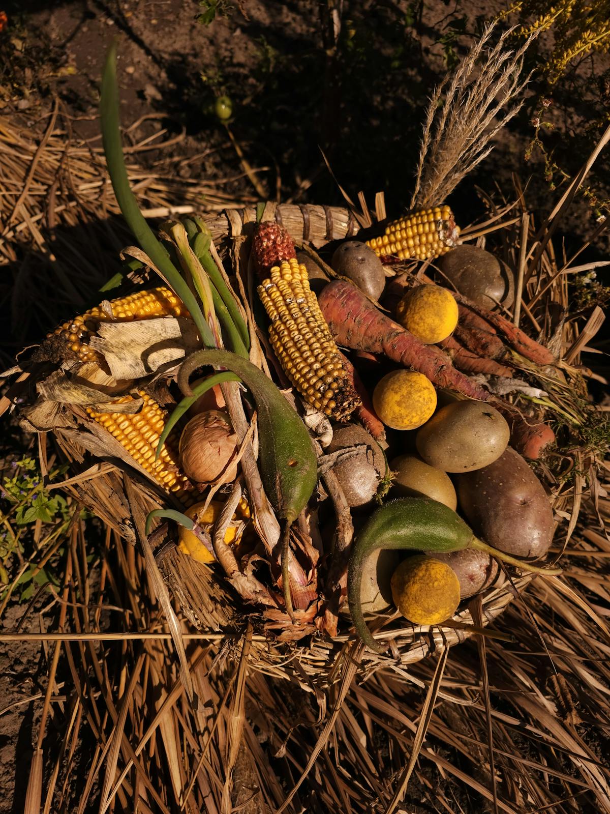 Different potatoe varieties